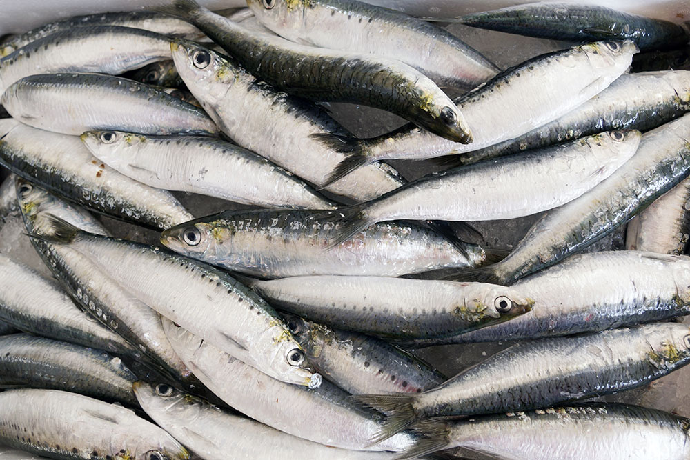 02 SARDINAS
